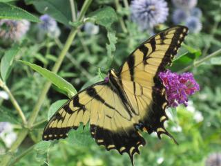 Butterfly enjoying native flowers