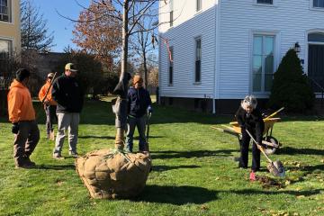 Linden tree planting on High St. by Welsleyan in honor of Krishna Winston