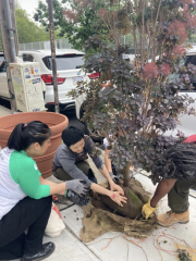 Planting Day