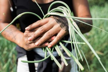 FIG member chef harvesting garlic scapes.