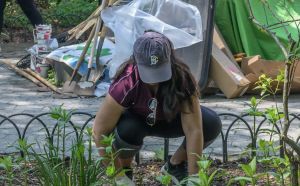 Volunteer works on weeding in the garden bed, close to the fence.