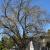 Dead ash tree removed recently on Church Street